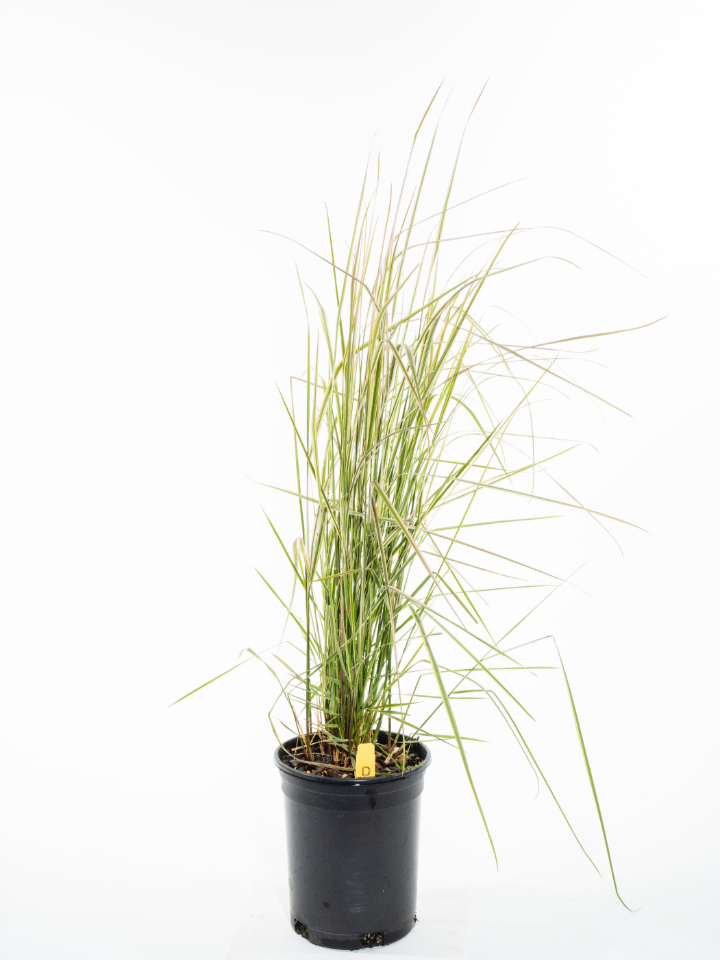Overdam Feather Reed Grass