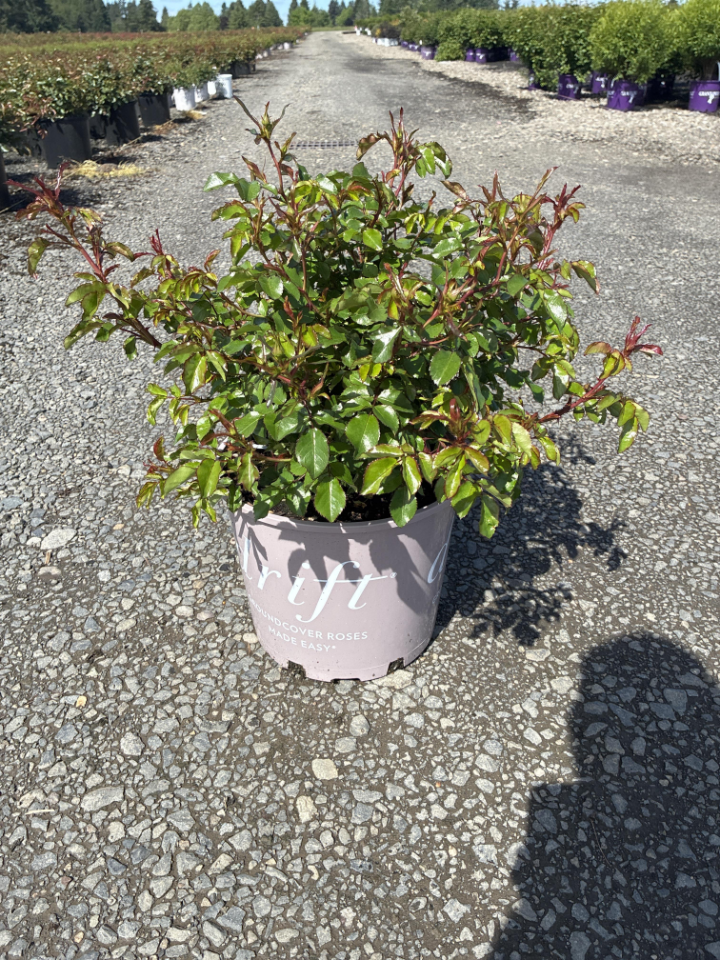 Deciduous Shrub