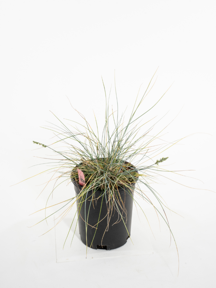 Boulder Blue Fescue