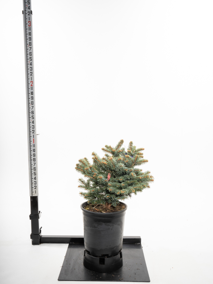 Evergreen Shrubs