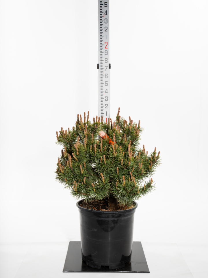 Slowmound Mugho Pine