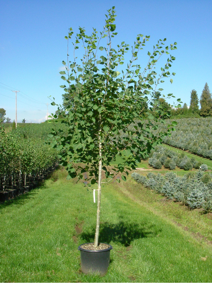 Quaking Aspen