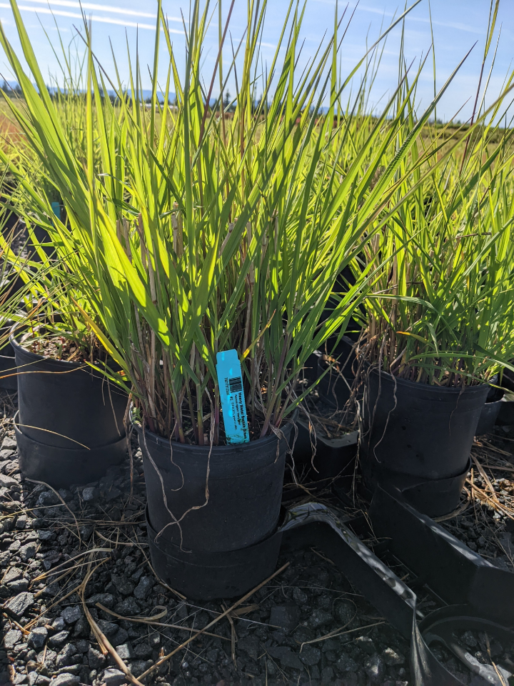Heavy Metal Switch Grass