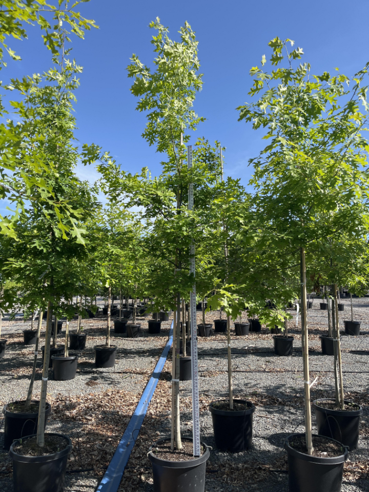 Deciduous Trees