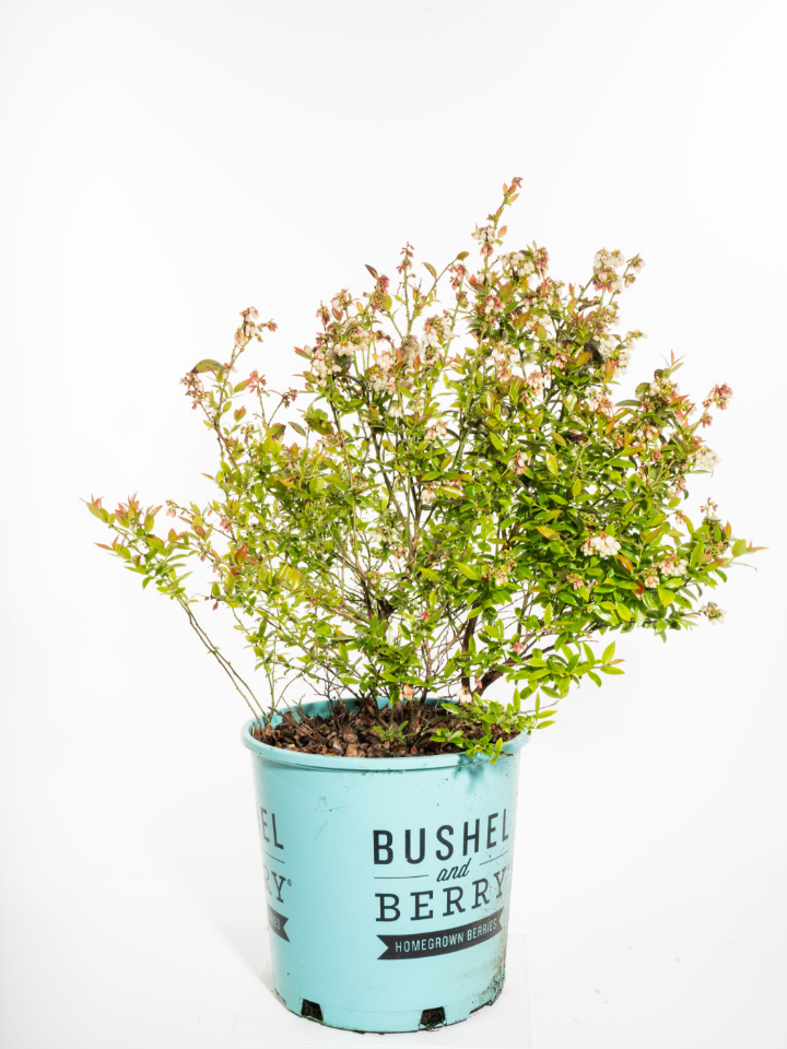 Bushel and Berry® Blueberry Bux® Blueberry **