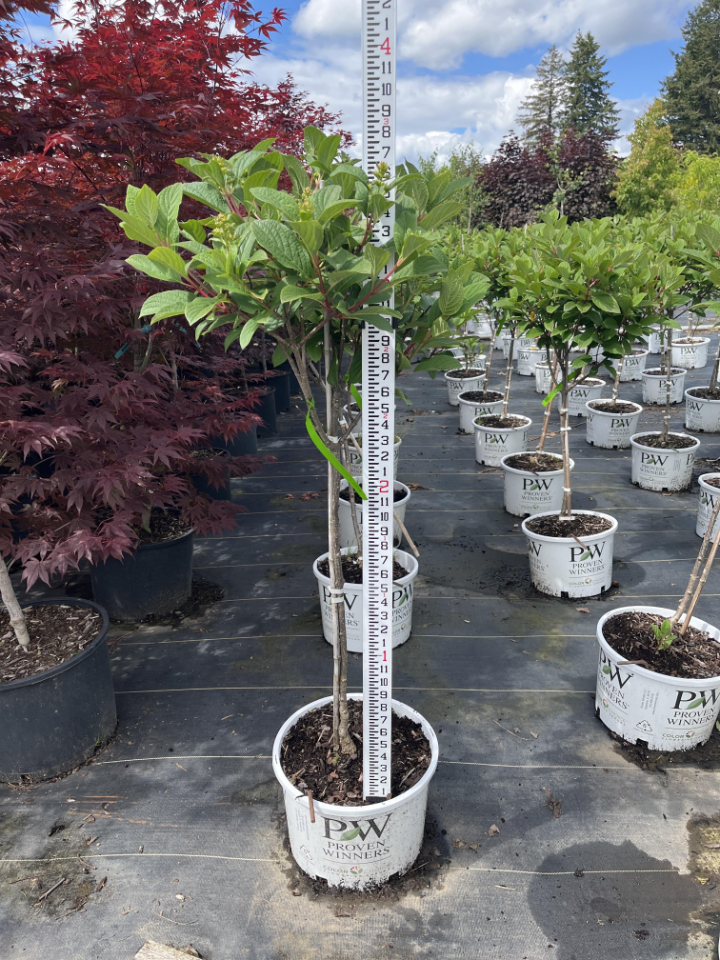 Deciduous Shrub