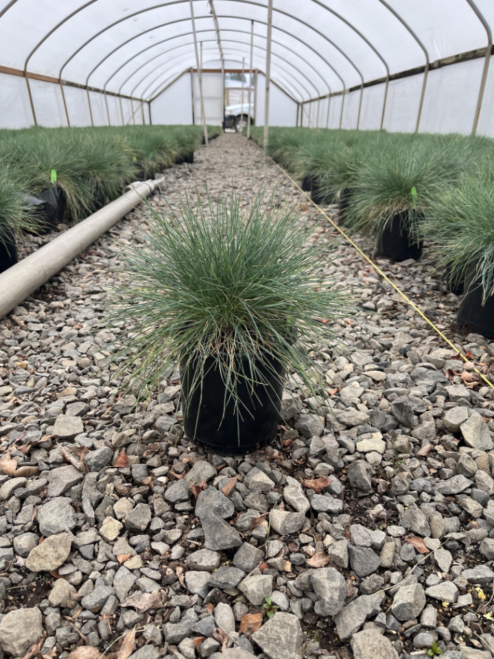 Beyond Blue Fescue