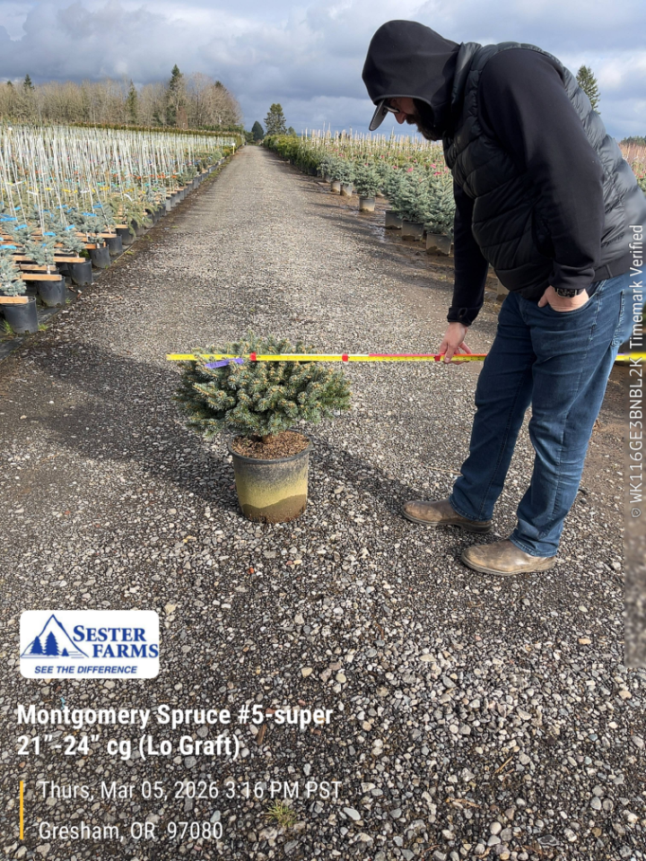 Evergreen Shrubs