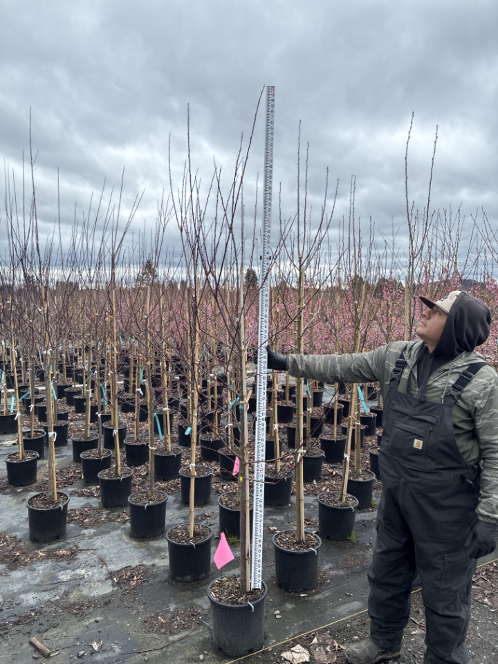 Newport Flowering Plum