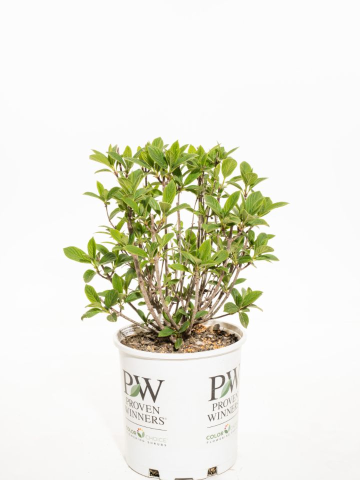 Deciduous Shrub