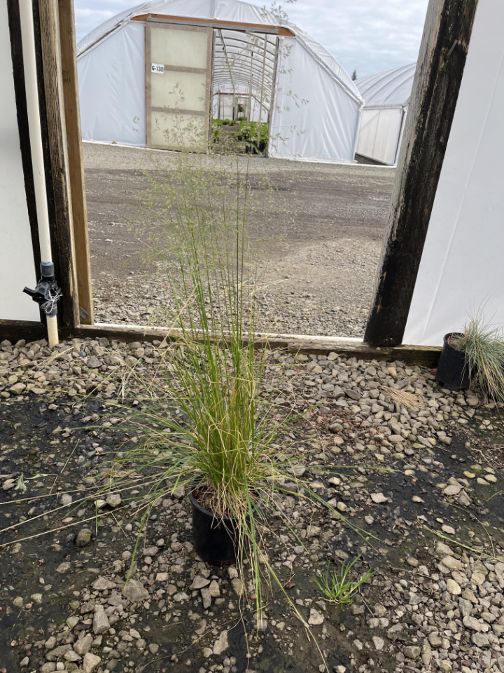Grasses