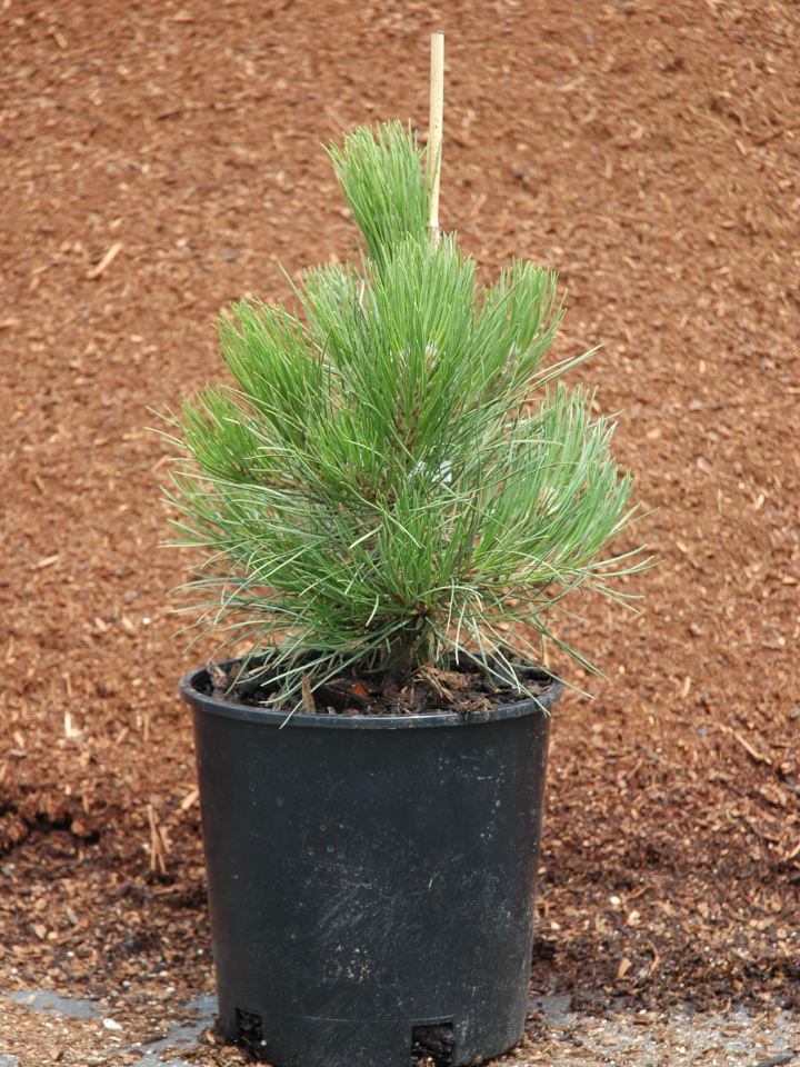 Ponderosa Pine