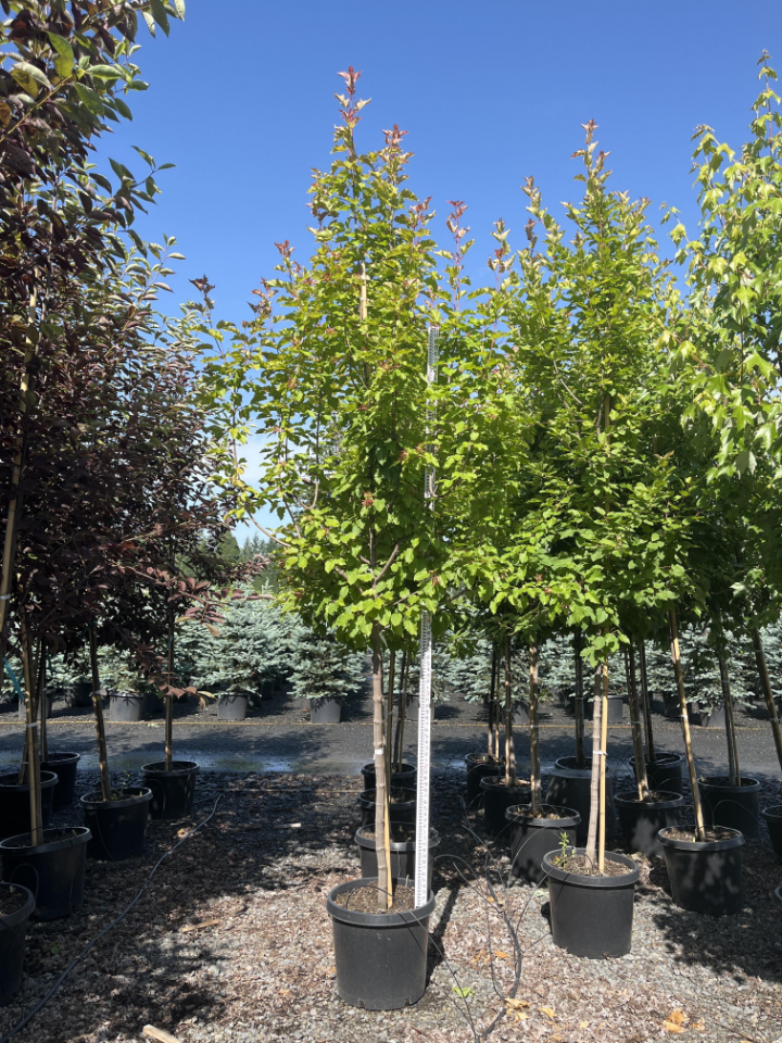 Deciduous Trees