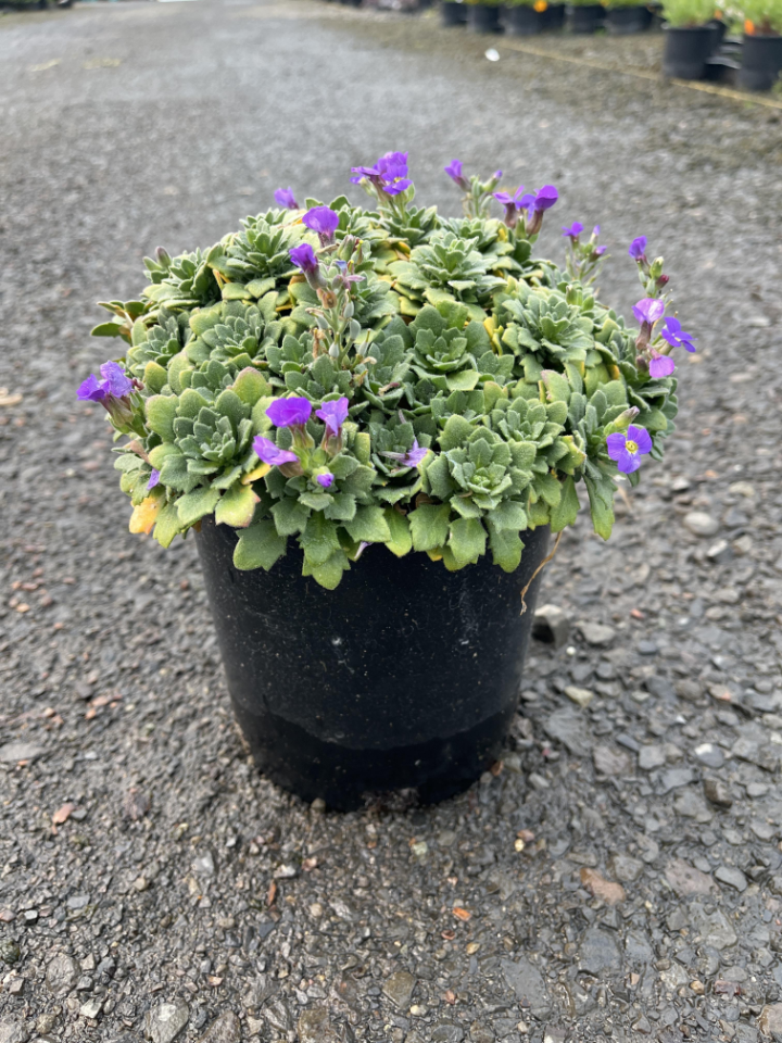 Glacier™ Sky Blue Aubrieta