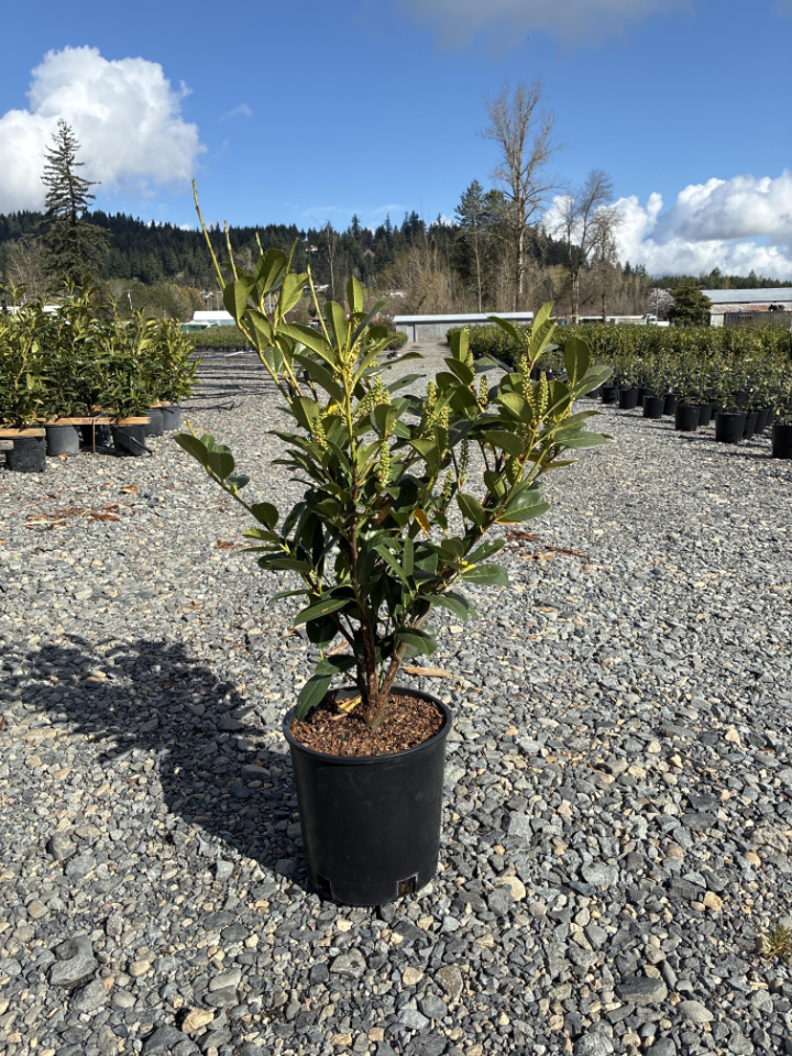 Evergreen Shrubs