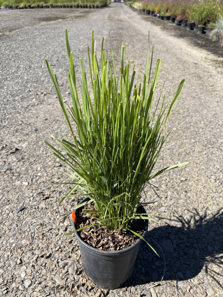 Northwind Switch Grass