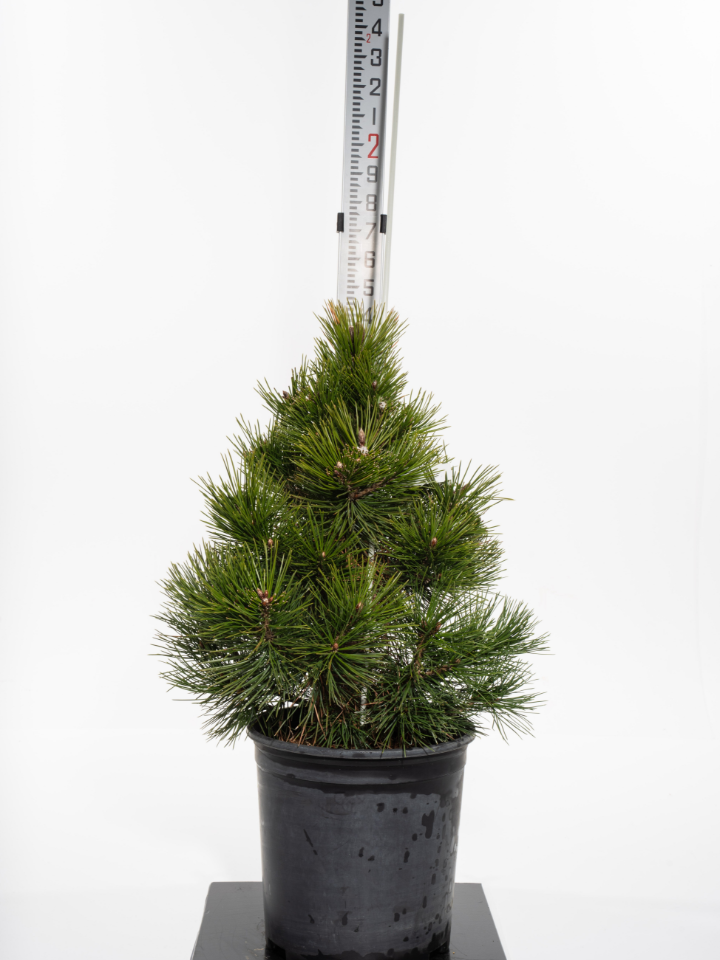 Bosnian Pine