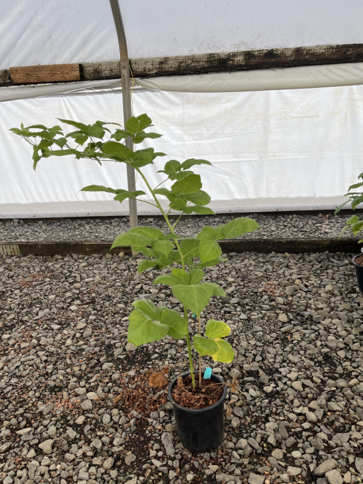 Meeker Raspberry