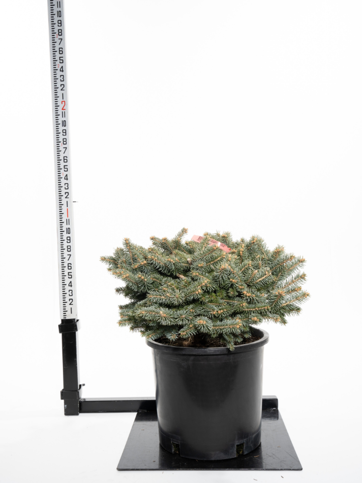 Evergreen Shrubs