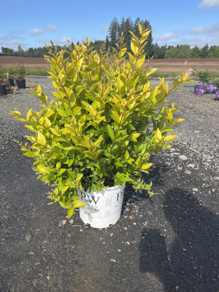 Deciduous Shrub