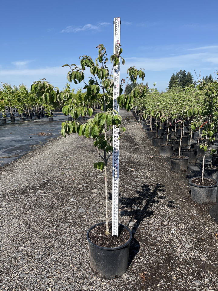 Deciduous Trees