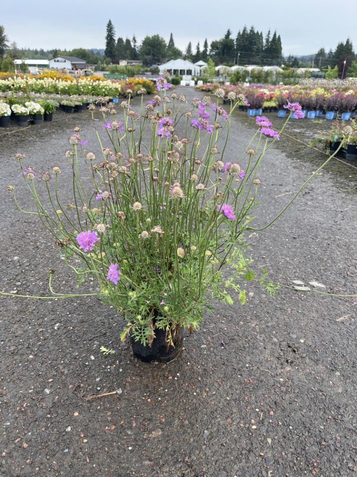 Vivid Violet Pincushion Flower