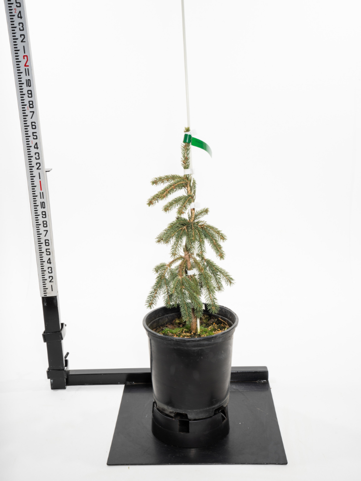 Weeping White Spruce