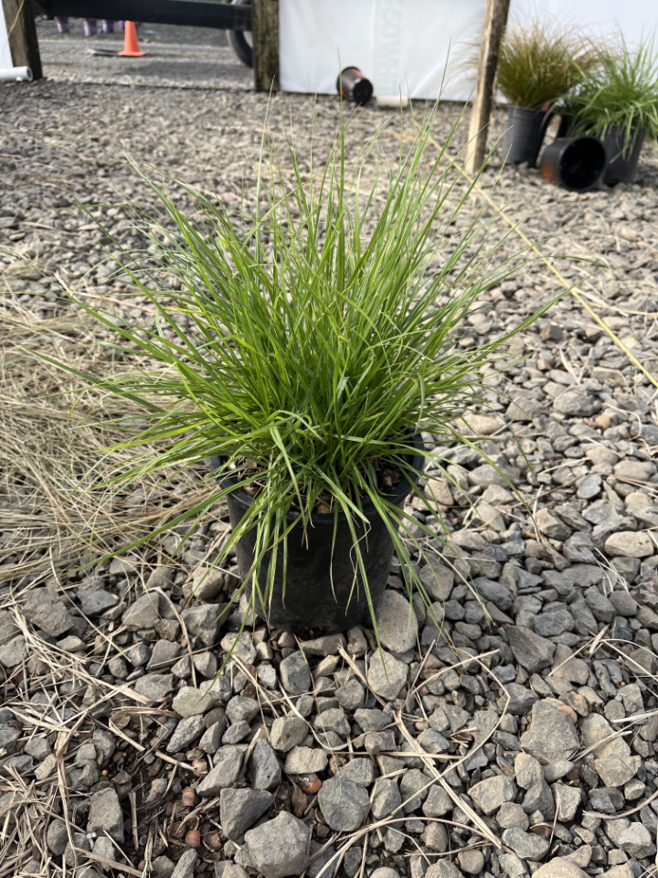 Hameln Fountain Grass