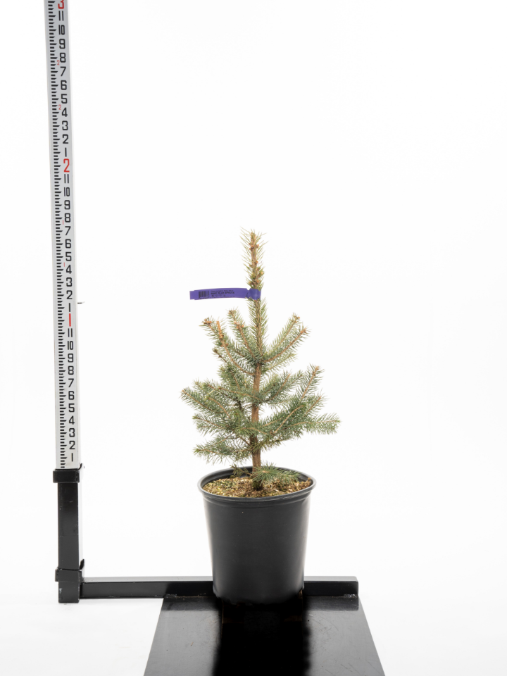 Baby Blue Spruce