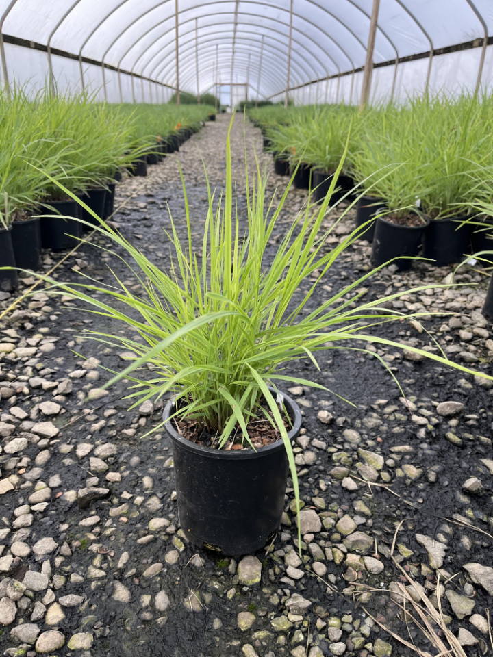 Grasses