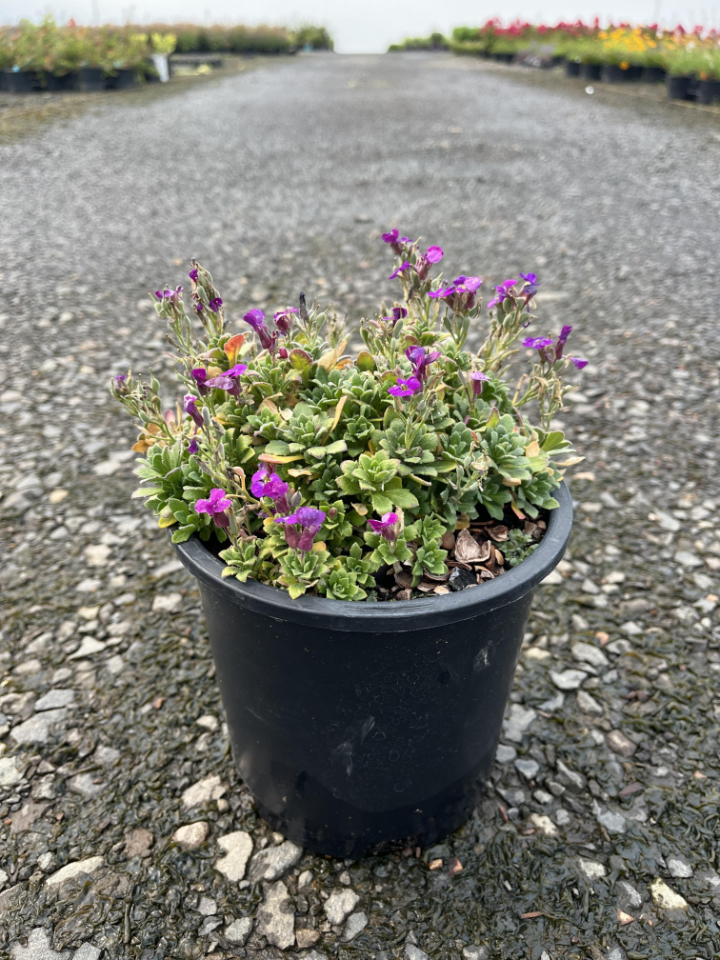 Audrey Purple Shades Aubrieta