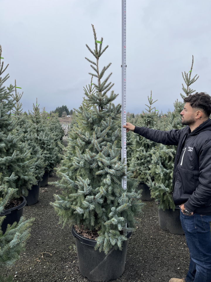 Bruns Serbian Spruce