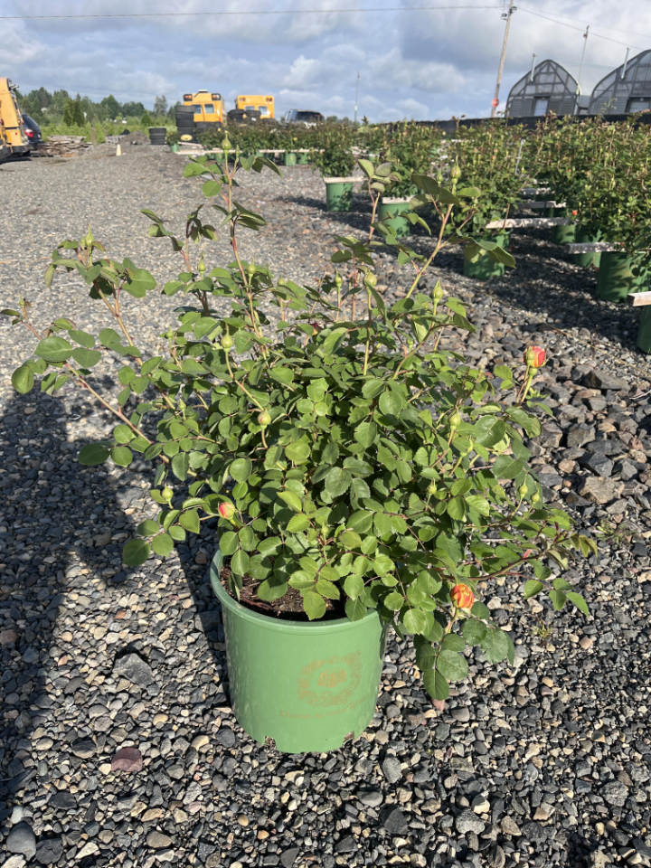 Deciduous Shrub