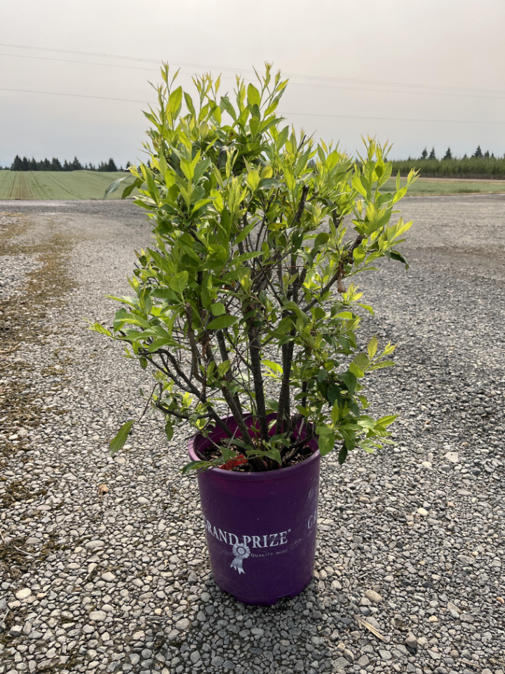 Deciduous Shrub