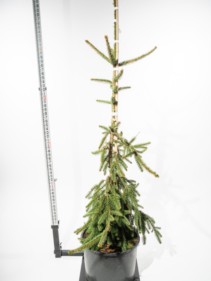 Weeping Norway Spruce