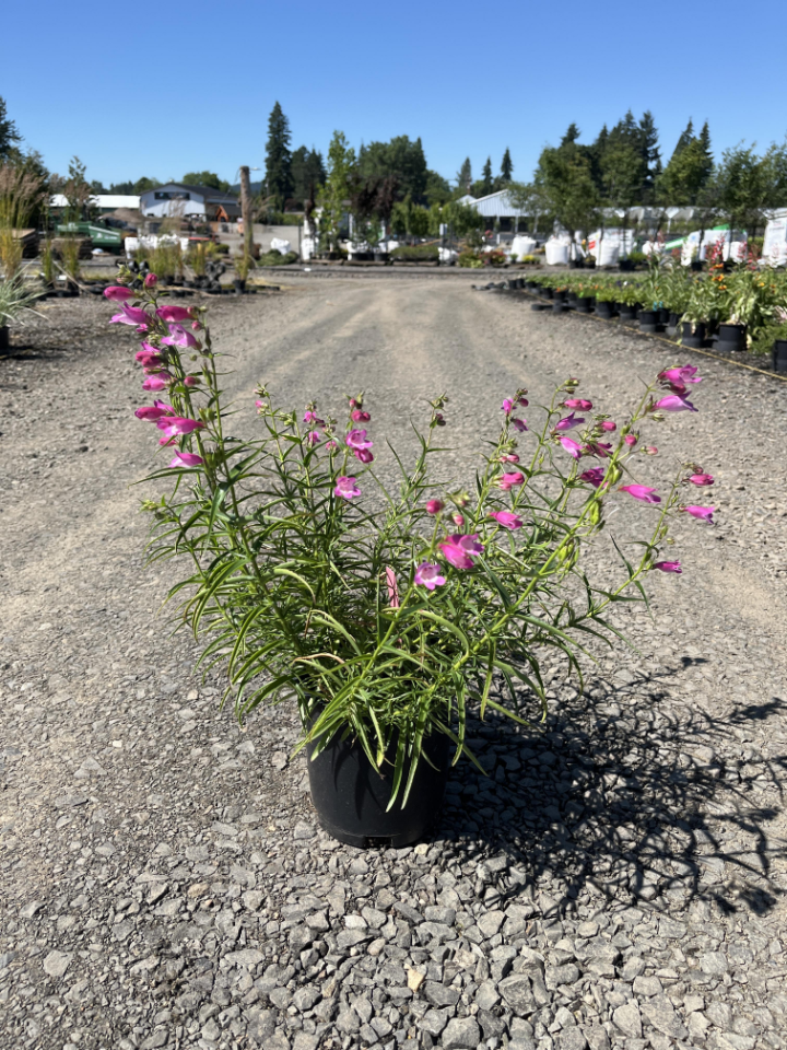 Red Rocks® Penstemon