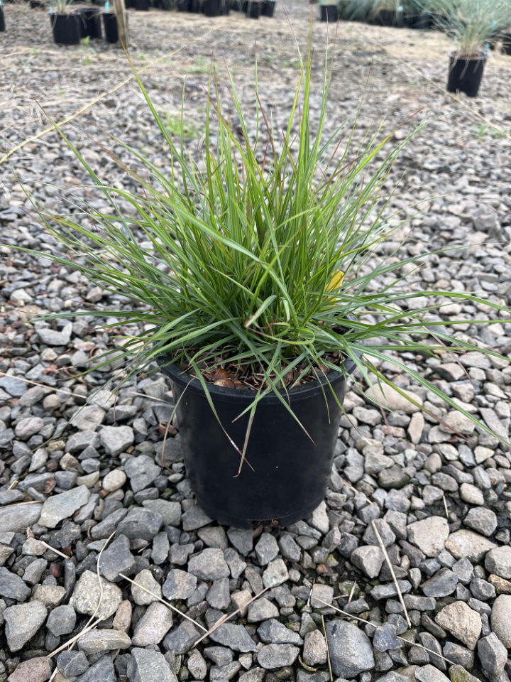 Grasses