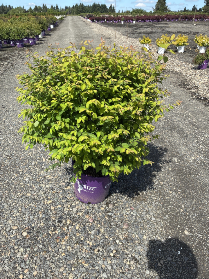 Deciduous Shrub