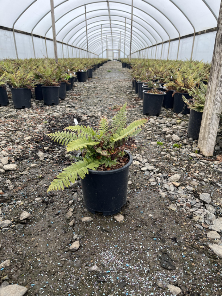 Western Sword Fern