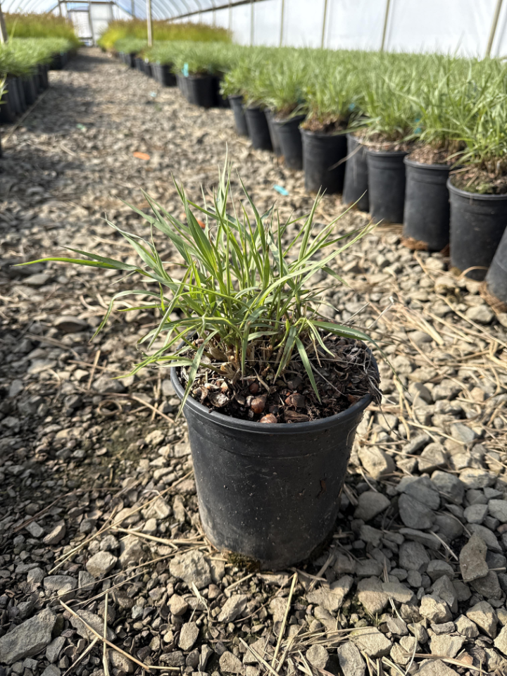 Karley Rose Fountain Grass