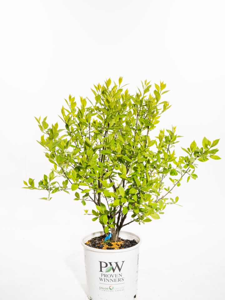 Berry Heavy® Winterberry Holly **