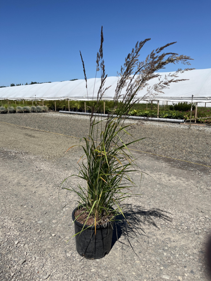Grasses