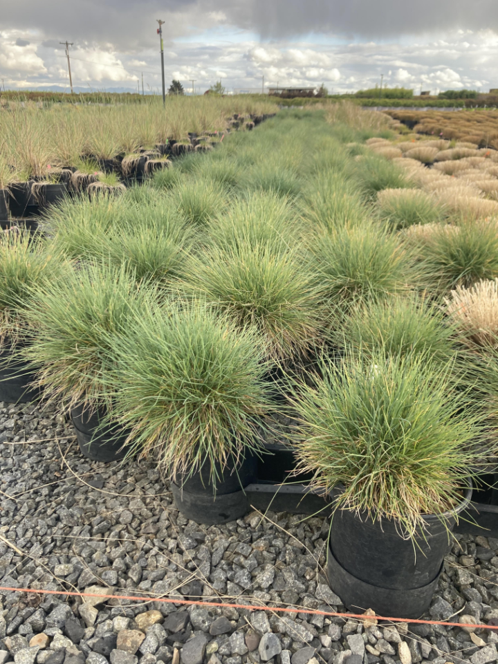 Elijah Blue Fescue