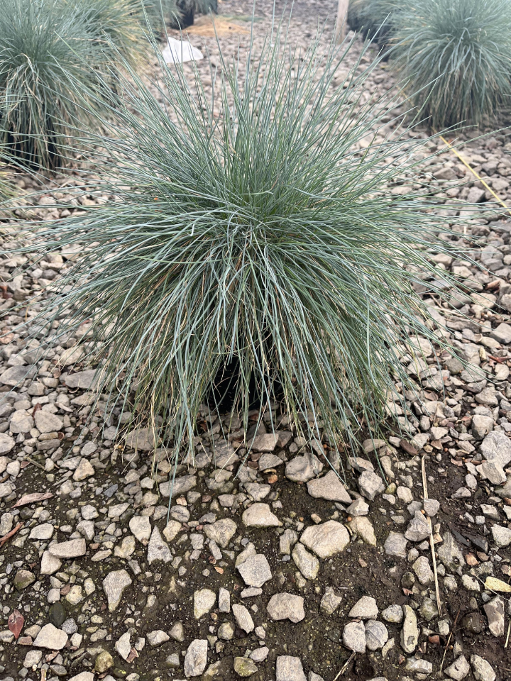 Cool as Ice Blue Fescue