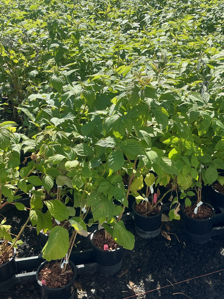 Heritage Raspberry