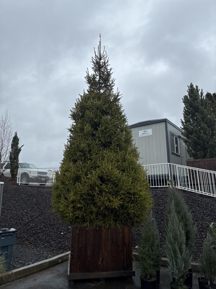 Norway Spruce