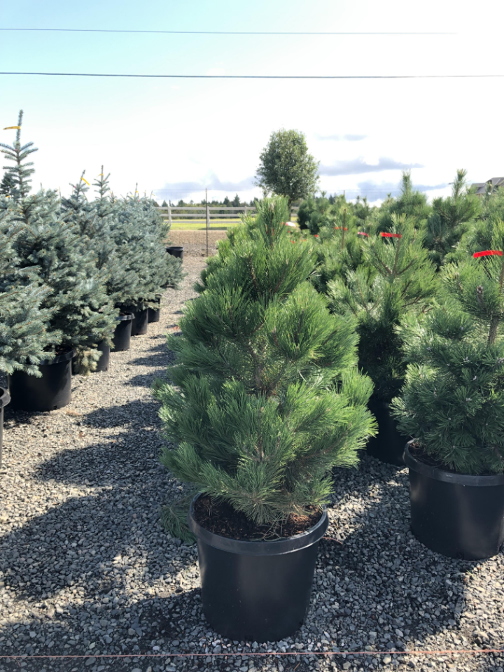 Austrian Pine