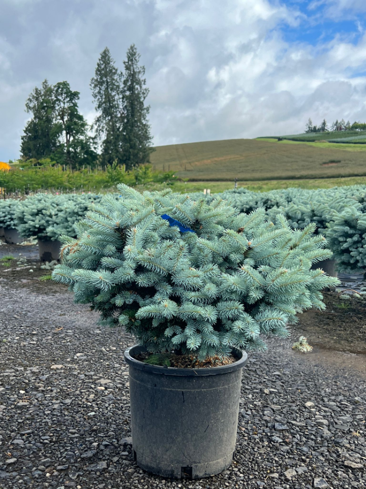 Evergreen Shrubs