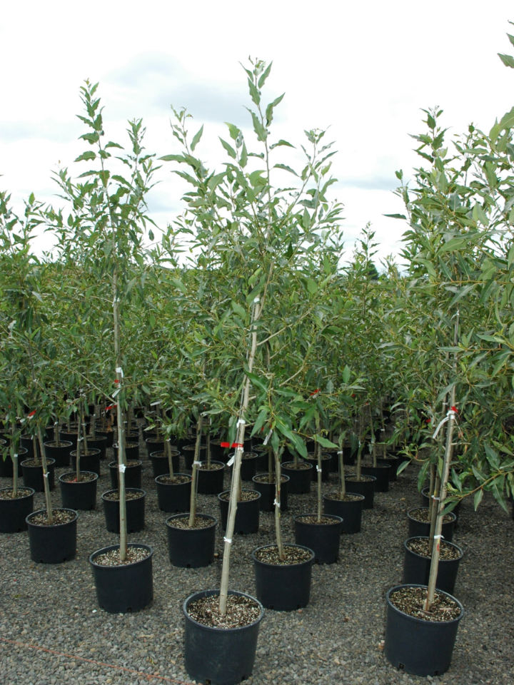Narrowleaf Poplar