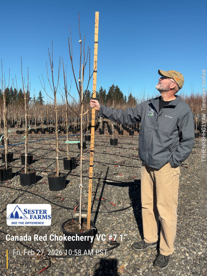 Canada Red Chokecherry